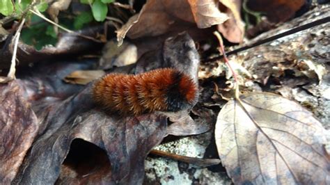 Why are We Still Fascinated by the Whimsical Legend of Woolly Worm?